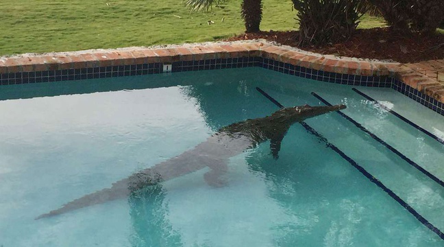 Vidéo : Un crocodile attaque un couple dans une piscine – Regardez.