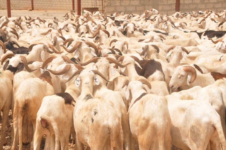 Audio: 60 moutons Ladoum d’une valeur de 100 millions volés
