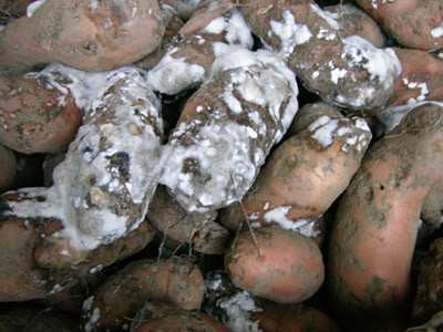 Commercialisation de pommes de terre pourries : Six commerçants mis aux arrêts au marché Thiaroye