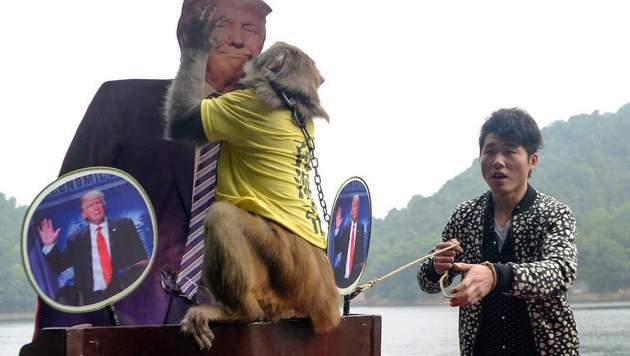 En Chine, un singe devin prédit la victoire de Trump