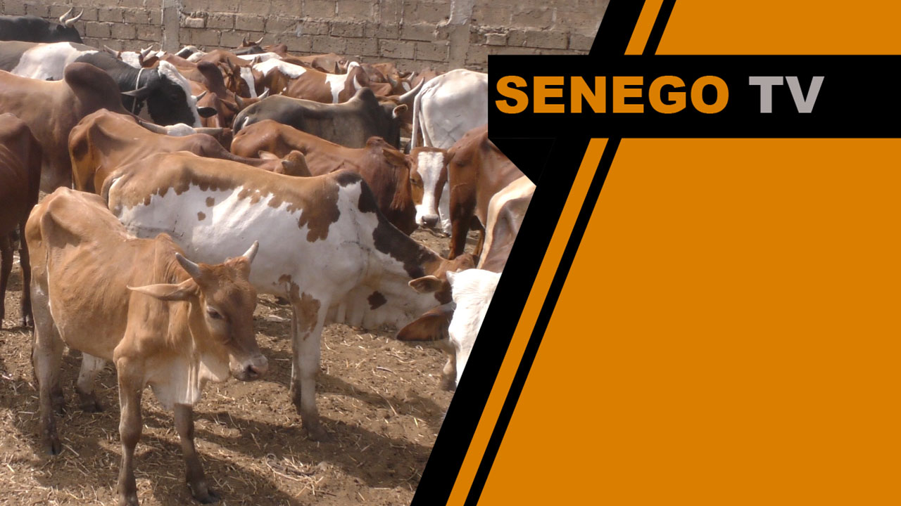 Senego TV: Cheikh Amar offre une trentaine de boeufs à Serigne Abdoul Aziz Al Amine