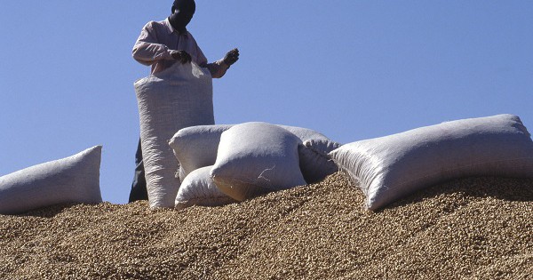 Arachides : 46 mille tonnes collectées cette année au Sénégal…