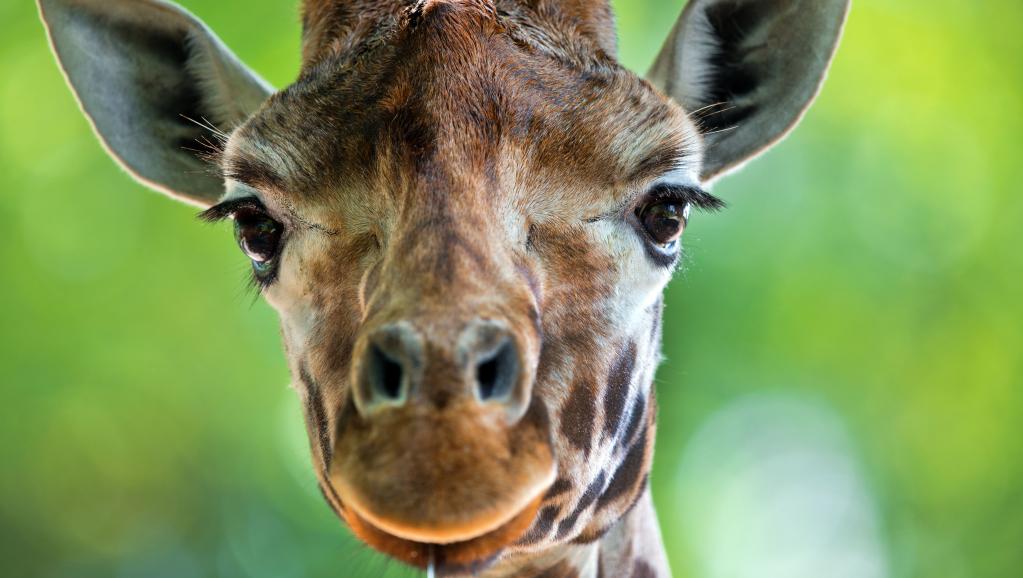 La girafe désormais sur la liste des espèces menacées