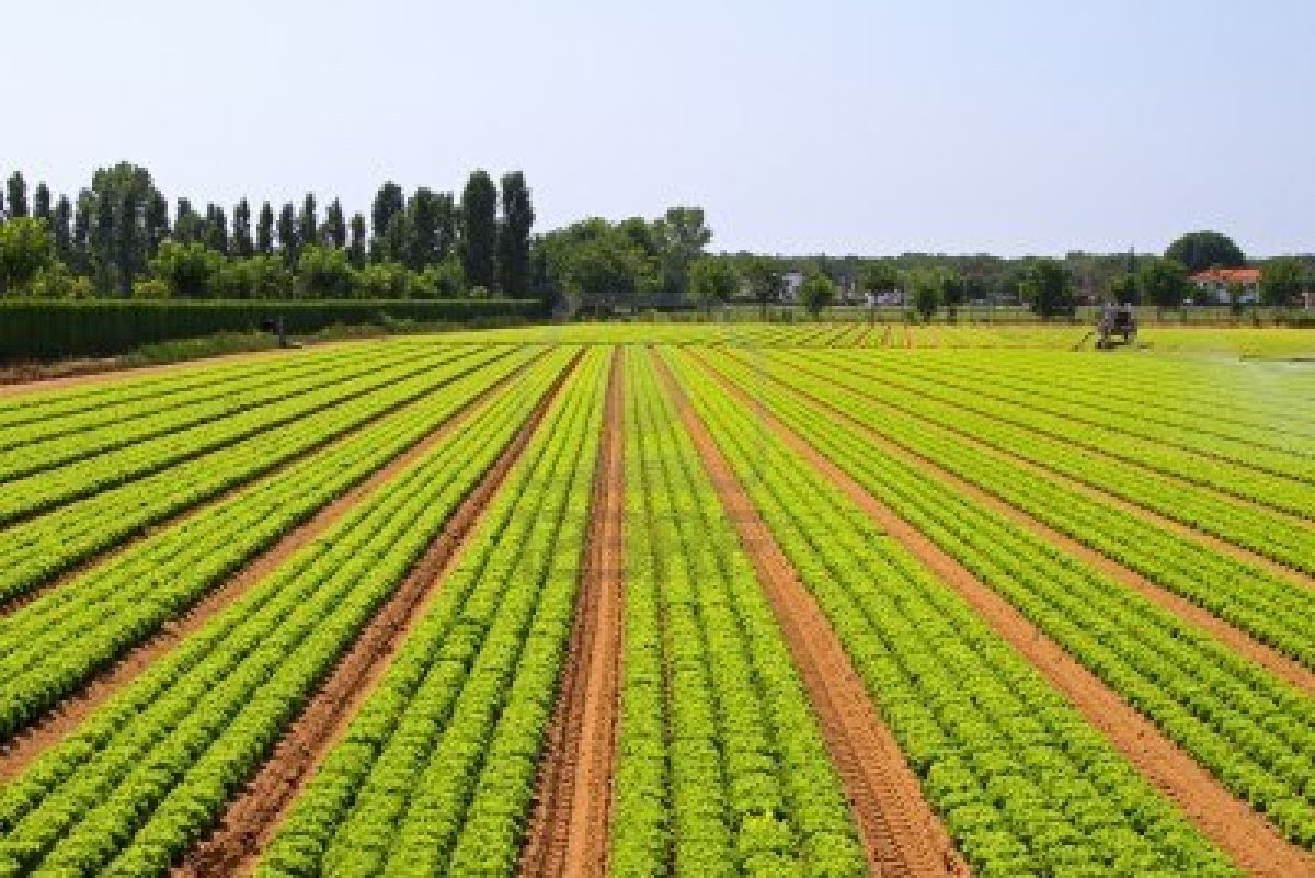 Un institut dédié à l’agriculture à l’UCAD pour bientôt