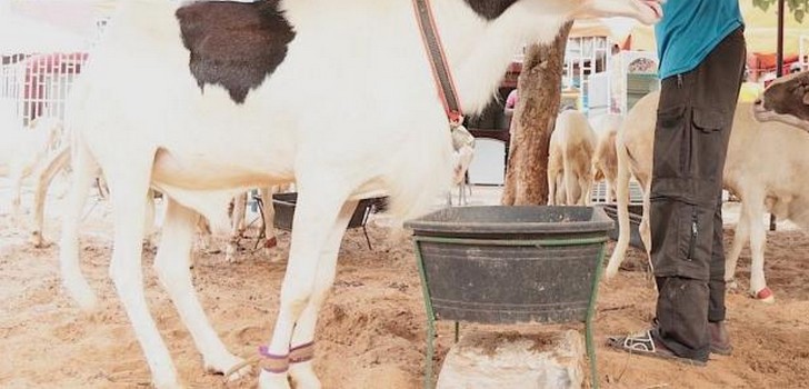 Audio - Un homme se confie: J'ai toujours eu de rapports sexuels avec les moutons...