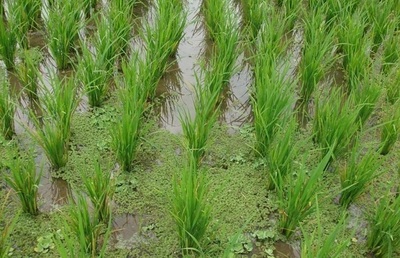 Riziculture: 900 tonnes d’engrais en cours de commercialisation à Matam