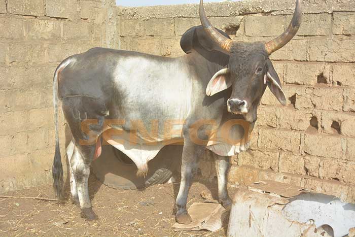 Arrêt sur images: Voici le taureau brésilien offert à Al Amine par Cheikh Amar