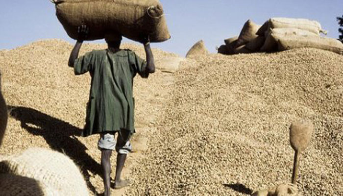Transformation de l’arachide au Sénégal : L’ANSD livre ses chiffres…