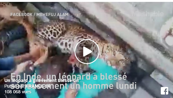 Inde: Un léopard sauvage mord un homme et blesse plusieurs autres. Regardez!