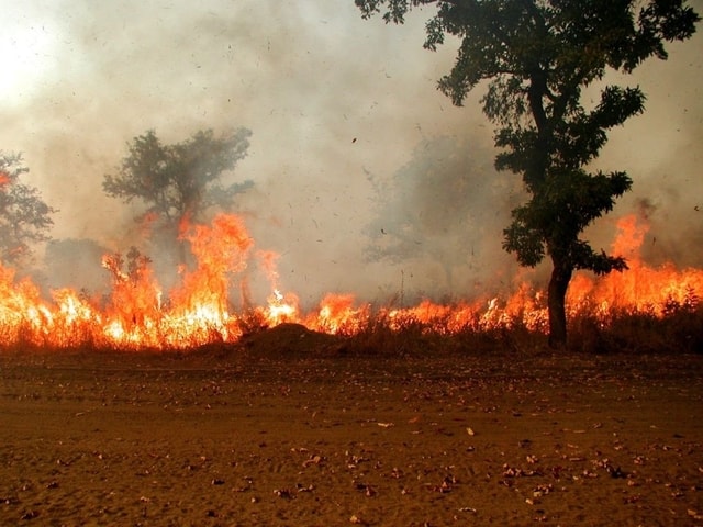 feux de brousse : Sédhiou a perdu 28.000 hectares de couvert végétal en 2016