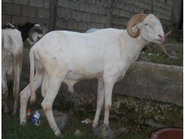 Audio- une femme se confie « 5 individus armés sont entrés chez moi pour me voler mes moutons… »