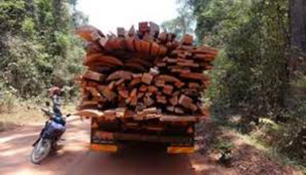 Coupe et trafic de bois à Tambacounda : des charrettes et des véhicules saisis