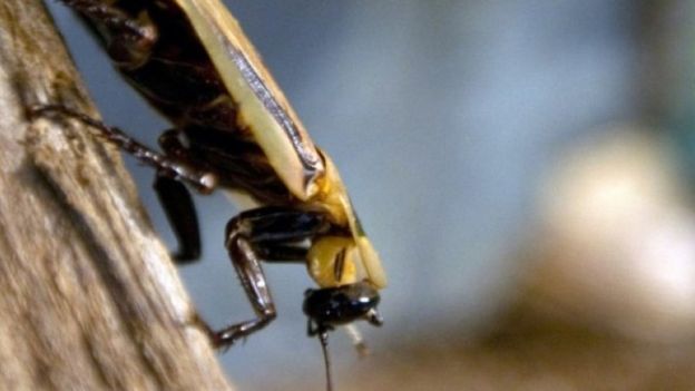 Une Indienne avait un cafard dans le crâne
