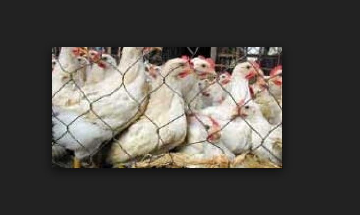 Audio- Incroyable, une femme vendeuse de poulets a été arnaquée par des individus hyper mystiques…