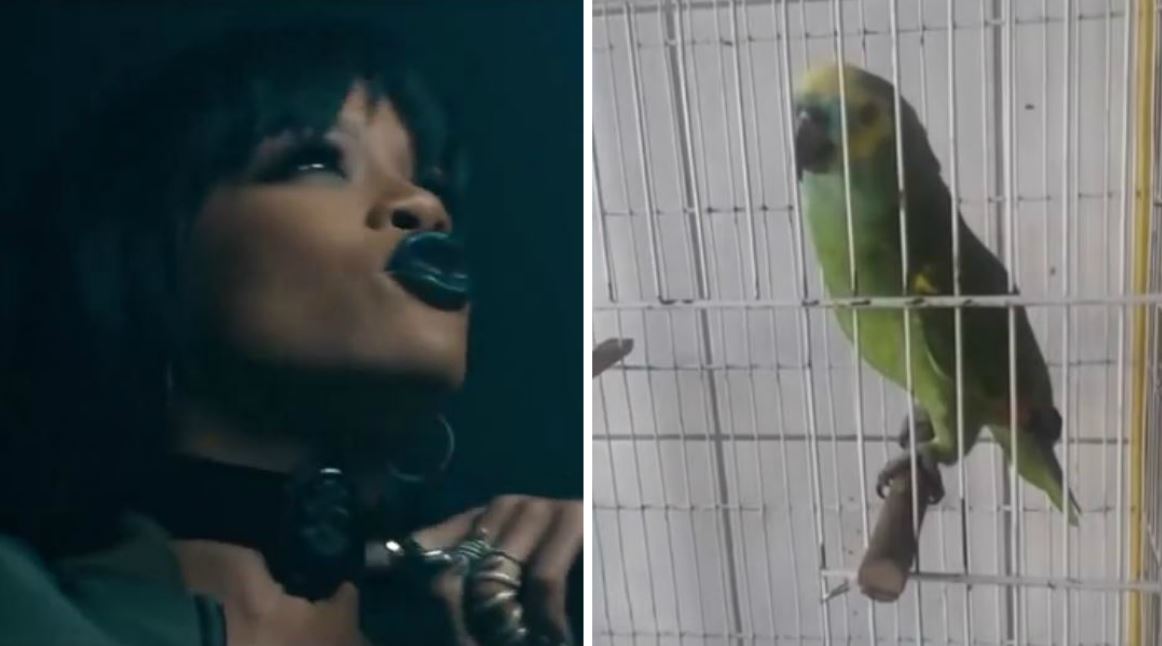 Vidéo : Un perroquet qui imite Rihanna et chante aussi bien qu’elle… – Regardez.