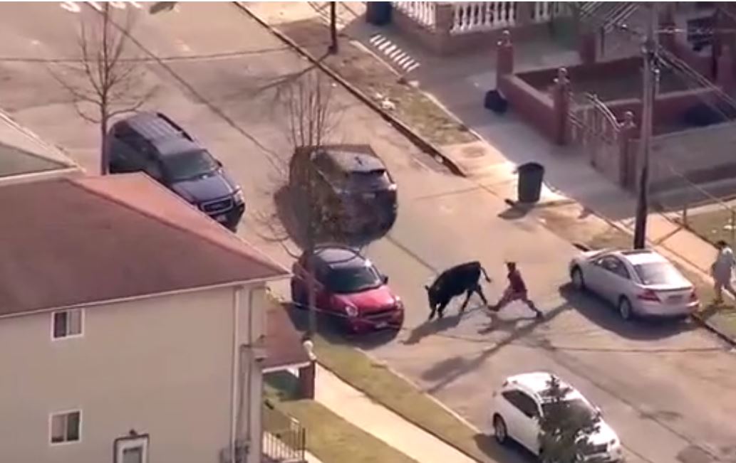 Vidéo : Un taureau prend la fuite de l’abattoir et met le désordre dans les quartiers de New York – Regardez.