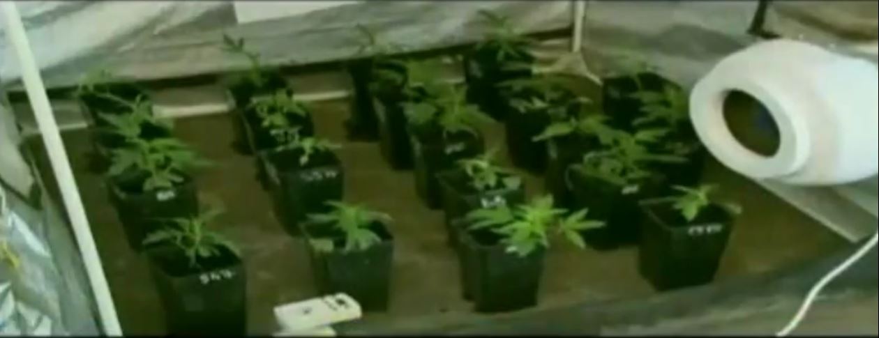 Vidéo : L’OCRTIS démentèle un réseau de culture de Skunk, une variété de cannabis très puissante dirigé par un français à Toubab Dialaw – Regardez.