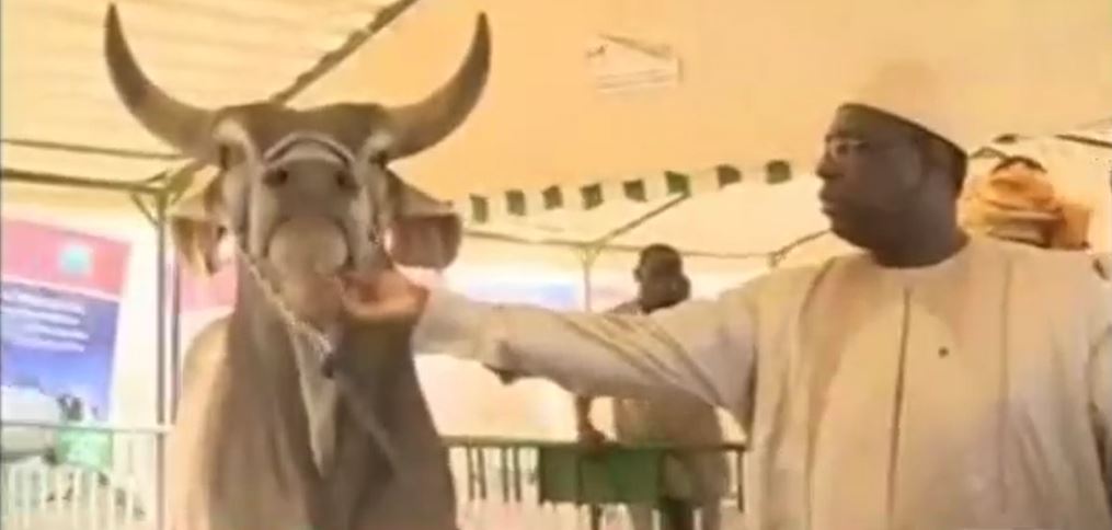 Vidéo – Bilan de Macky Sall : Entre 2012 et 2017, le chef de l&rsquo;Etat aurait re-dynamisé l&rsquo;agriculture et l&rsquo;élevage, selon la RTS1 – Regardez.