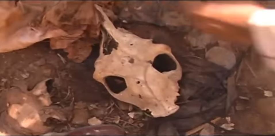 Vidéo : Découvrez le Baobab de Bargny ou l&rsquo;arbre des sacrifices pour provoquer la mort ou rendre fou – Regardez.