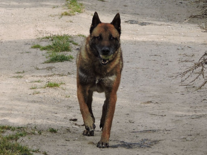 A la cité CPI,  le chien d’un ministre de la République mord une dizaine d’enfants