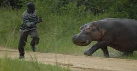 Fleuve Gambie, l’hippopotame de Gouloumbou a encore tué