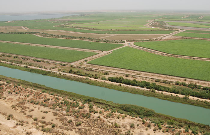 Innovations et révolution des pratiques agricoles à Podor