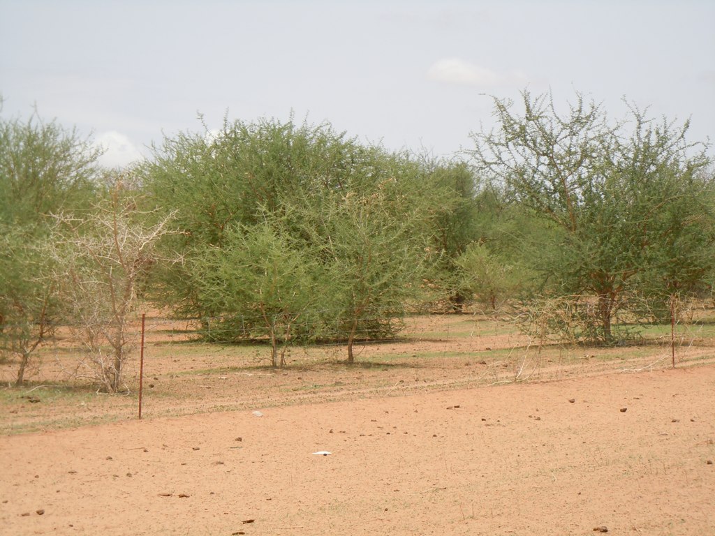 Warkhokhe dans le Djolof se dote d’une charte de gouvernance foncière