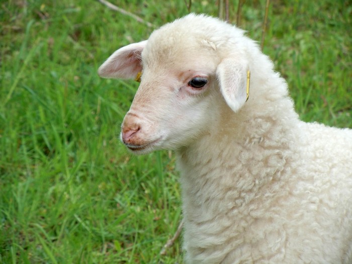 Un mouton, âgé d’un mois et  2o jours, vendu à plus de 5 millions