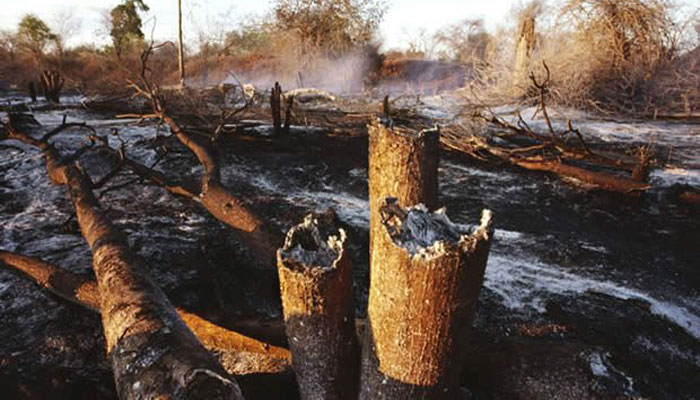Ranch de Dolly : près de 14 000 hectares ravagés par les feux