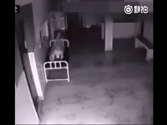 Vidéo : Ce que les images de la caméra montrent, suite au décès de cette femme à l’hôpital, font froid dans le dos
