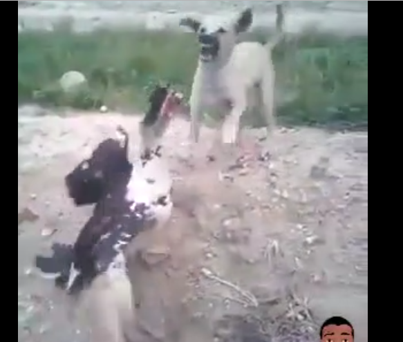 Vidéo: bagarre violente entre un chien et un canard! Regardez!