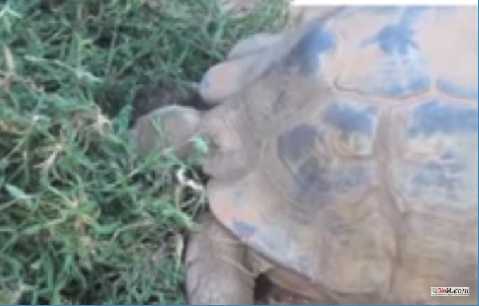 Vidéo: A la découverte des tortues élevées  par Dabakh