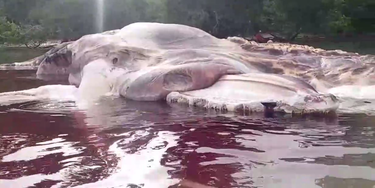Vidéo : Monstre marin ou simple baleine? Une carcasse de 15 mètres échouée en Indonésie – Regardez.