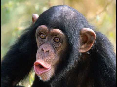 Audio- Insolite: « Marieme Faye Sall venez nous aider à neutraliser ce Singe qui nous terrorise à Bopp »