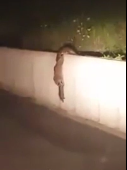 Vidéo – Ce que vous allez voir sur cette vidéo, va changer à jamais votre comportement – Regardez !