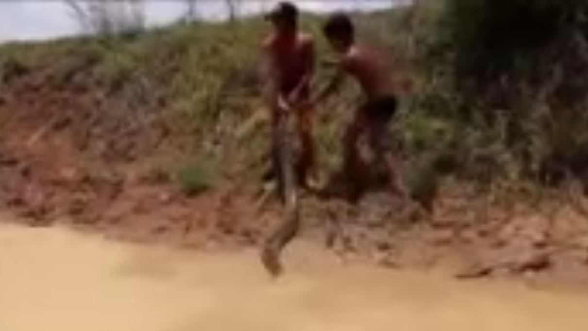 Vidéo : Ces enfants cambodgiens jouent à attraper un anaconda dans une rivière – Regardez.