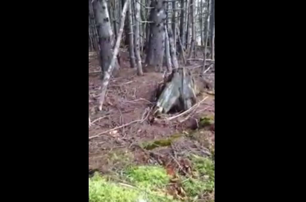 Vidéo : Un homme capte un phénomène très étrange en forêt – Regardez.