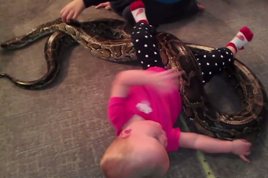 Vidéo : Un bébé joue avec un python de 3m qui s’enroule autour de lui – Regardez.