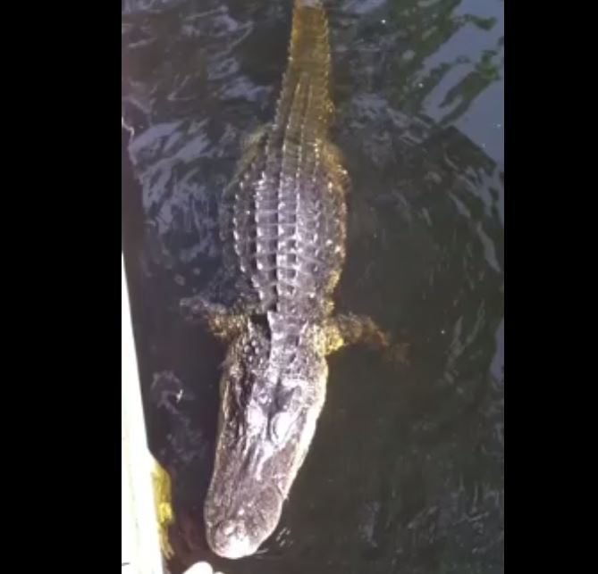 Vidéo : Elle a osé nager avec un alligator dans un lac – Regardez.