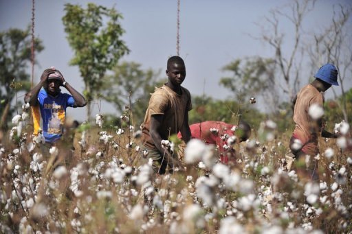 Tambacounda: plaidoyer pour une hausse du prix au producteur du coton