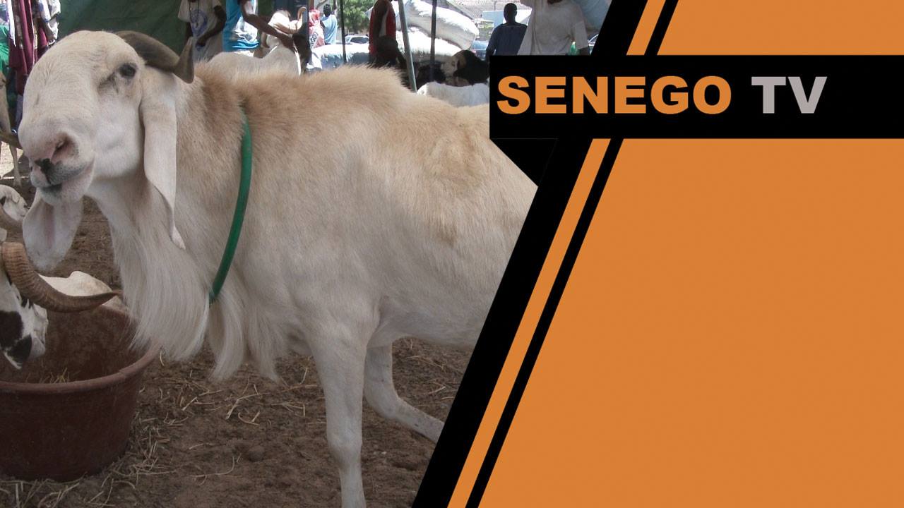 Senego Tv  – Prix des moutons: pour les vendeurs, c’est « cool, fine, nice quoi », mais…