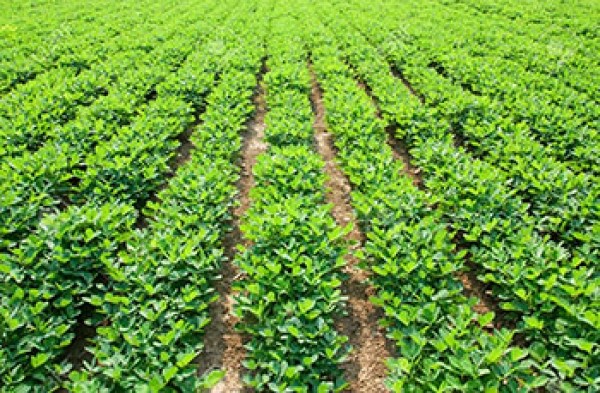Campagne agricole : Un bon développement des cultures constaté dans la région de Thiès