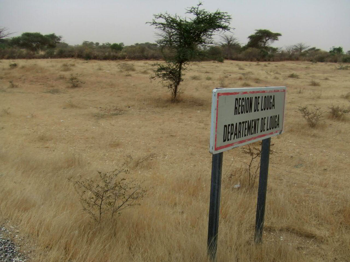 Louga: Le Kadd de Serigne Touba qui combat l’infécondité