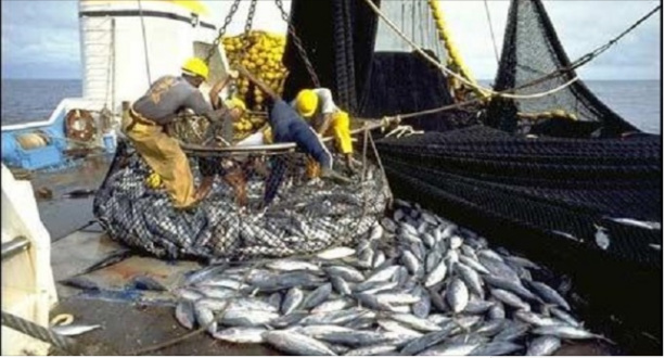 Sénégal/Pêche : Près de 192 000 tonnes exportées en 2016