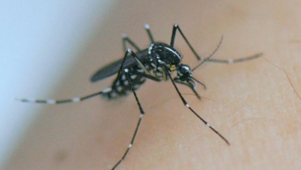 Vidéo – La maladie de la dengue des cas à Louga: Signes, précautions -Regardez