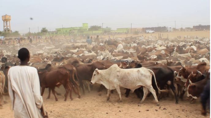 Vidéo – Magal Touba 2017: Cheikh Béthio Thioune draine des milliers de bœufs à Khelcom Diabel – Regardez.