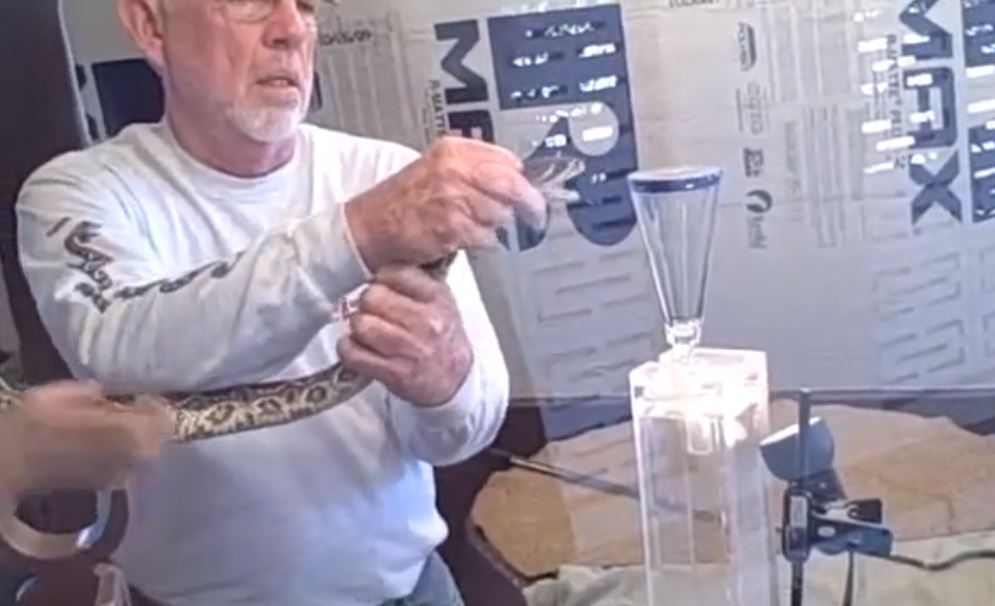 Vidéo: Il se fait mordre par un serpent à sonnette en essayant de lui prélever du venin – Regardez.