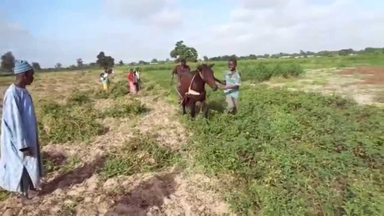 Diourbel : 2062 tonnes d’arachide déjà collectées