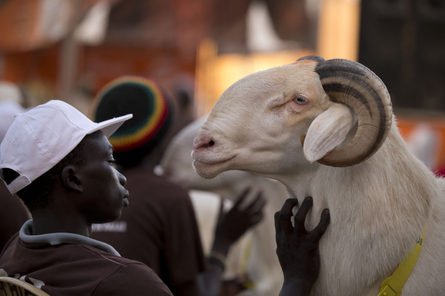 Les éleveurs de la région de Saint-Louis se partagent 50 moutons géniteurs de l’Etat