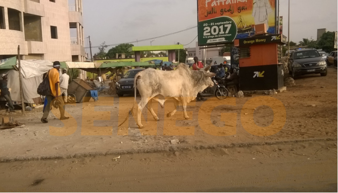 Dakar dans la hantise des vaches errantes et l’immondice des ordures